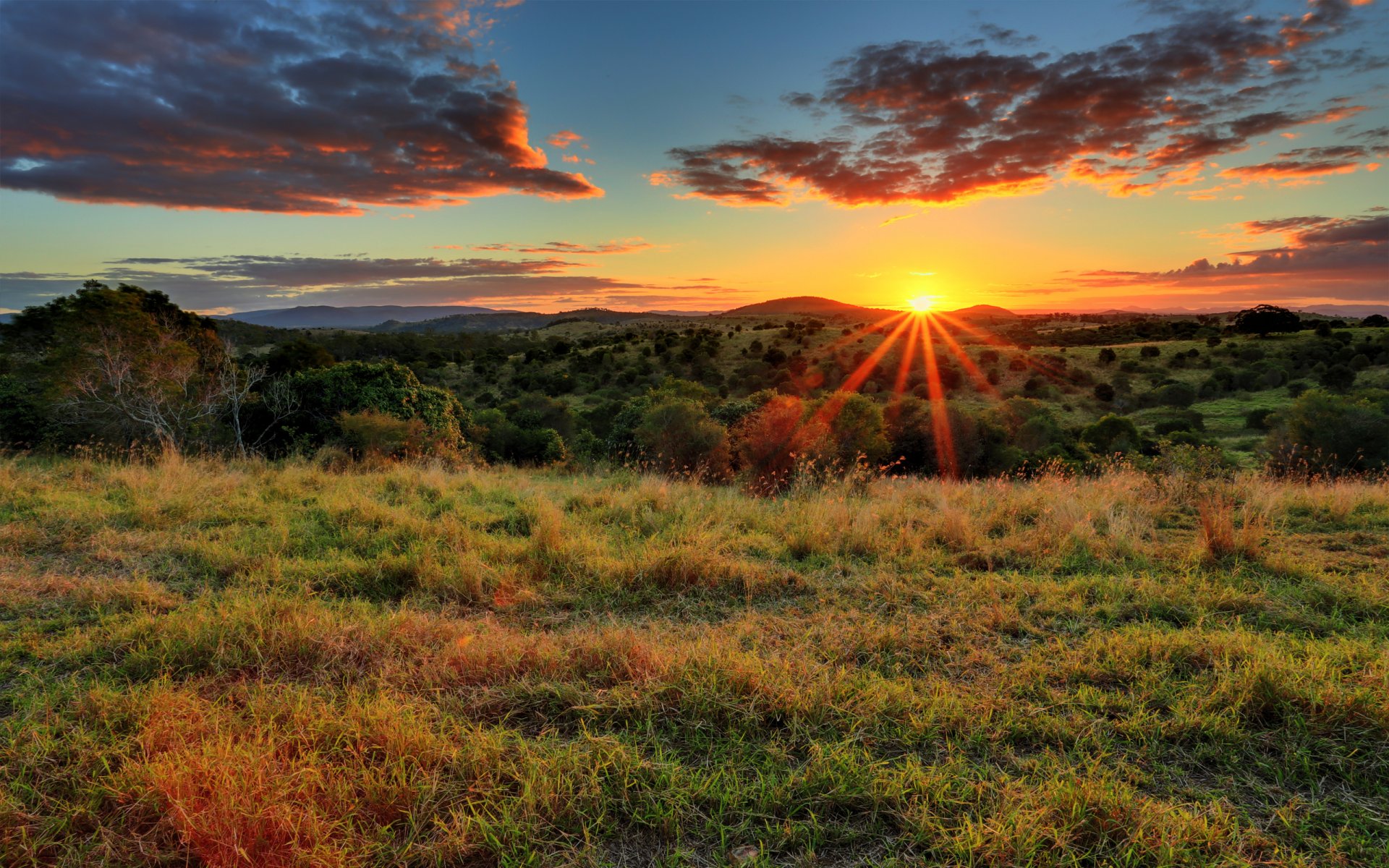 champ herbe arbres soleil rayons coucher de soleil nuages