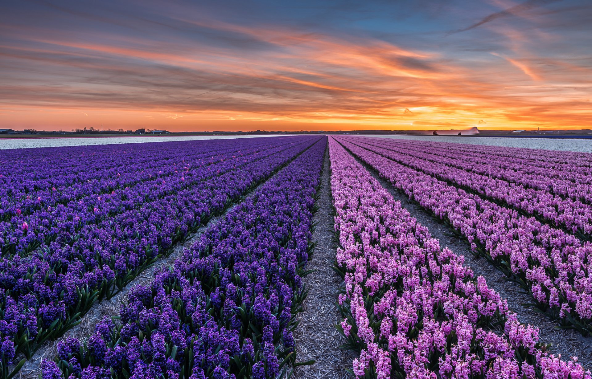 niederlande provinz nord-holland stadt callantsoog abend sonnenuntergang feld blumen