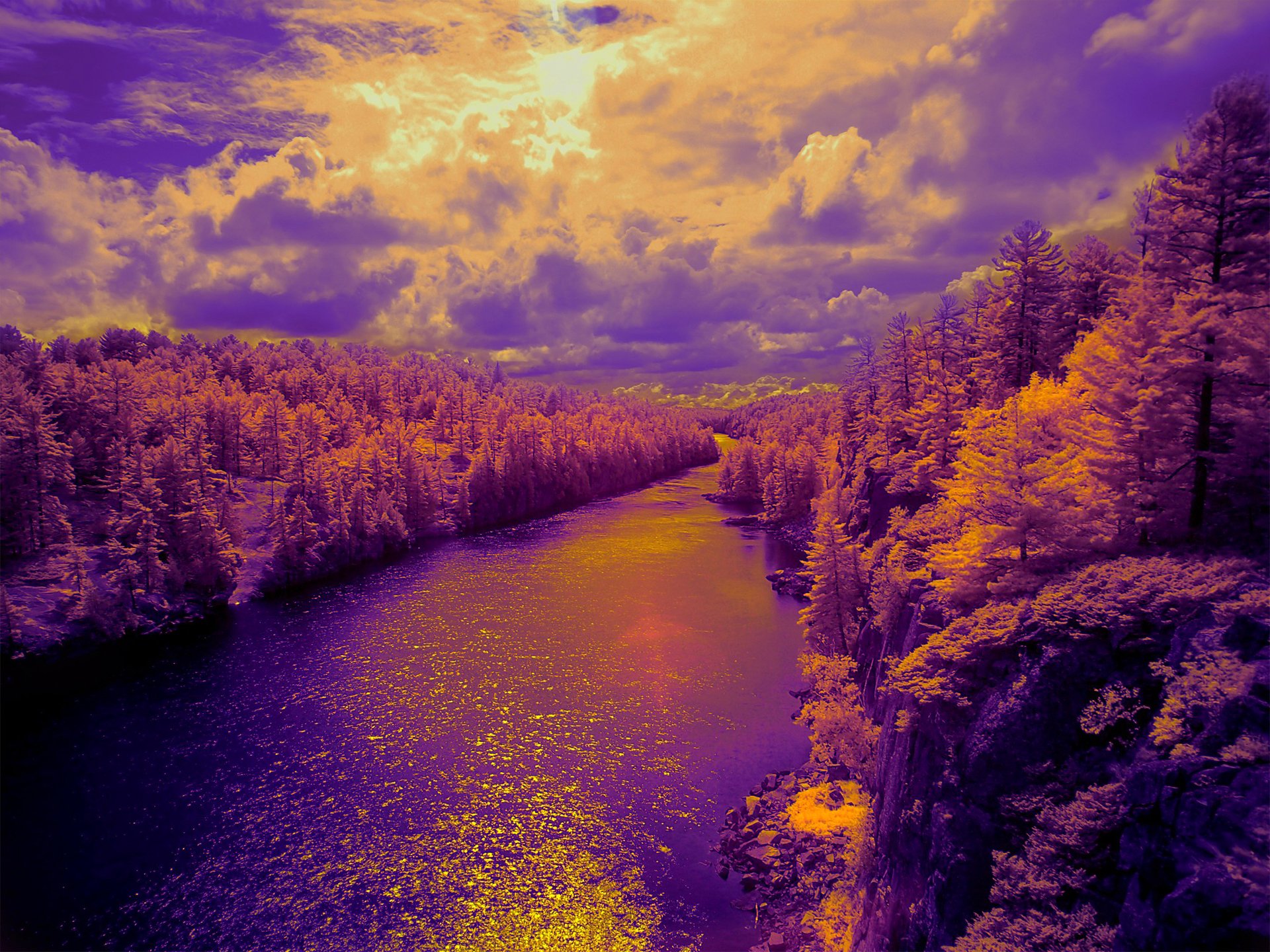 light river forest tree nature flowers sky cloud