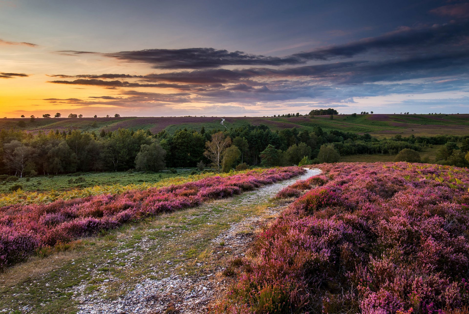 angleterre royaume-uni nature bruyère fleurs collines champs arbres coucher de soleil nuages ciel paysage