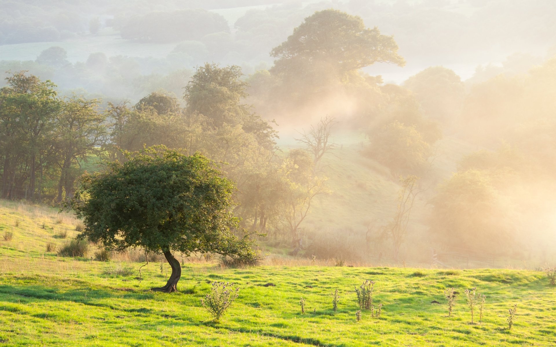 mattina estate campo albero nebbia natura paesaggio bellezza