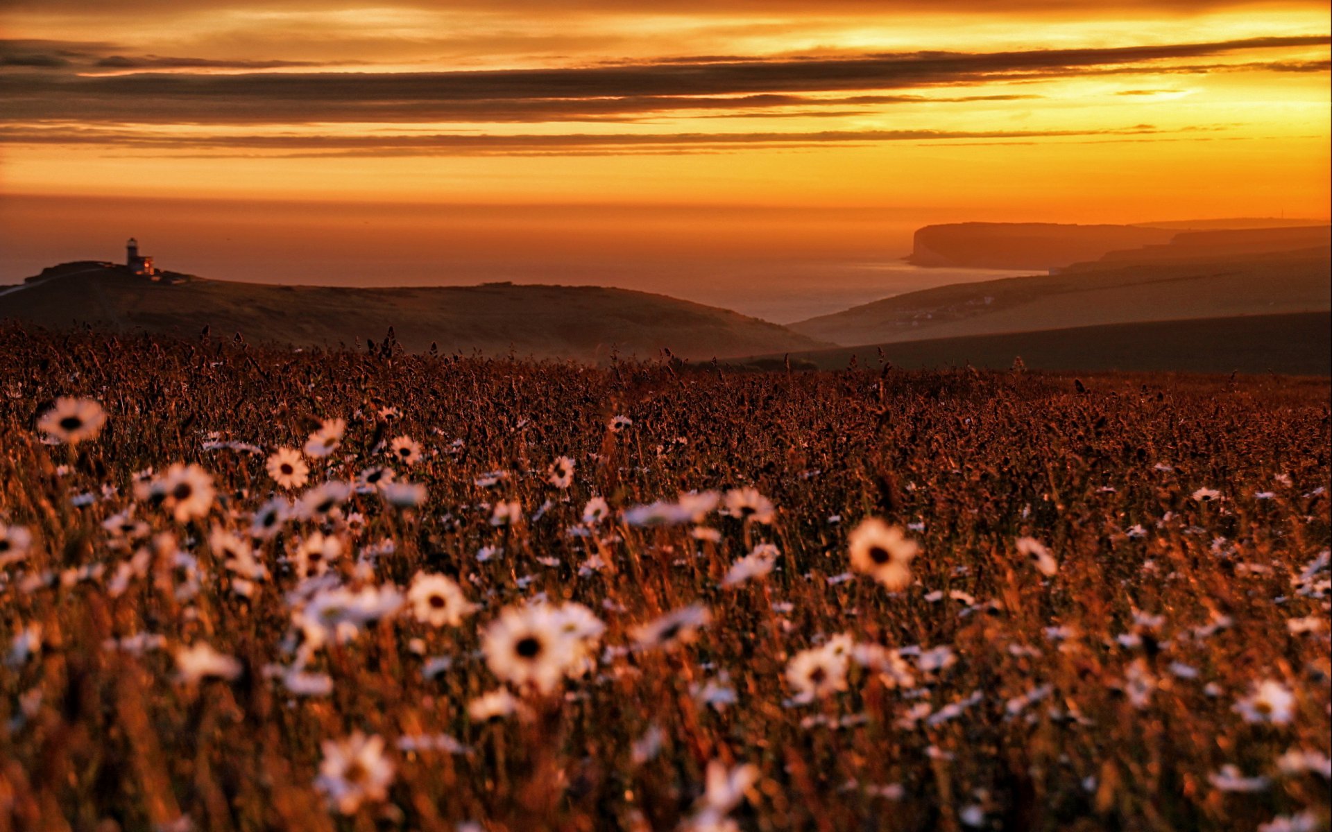 coucher de soleil mer fleurs paysage