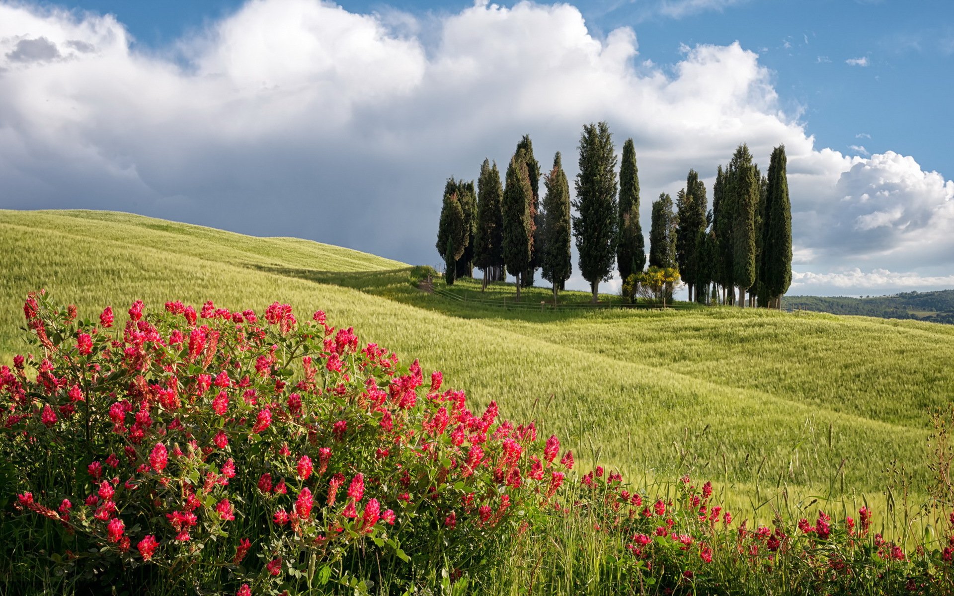 the field tree flower summer landscape