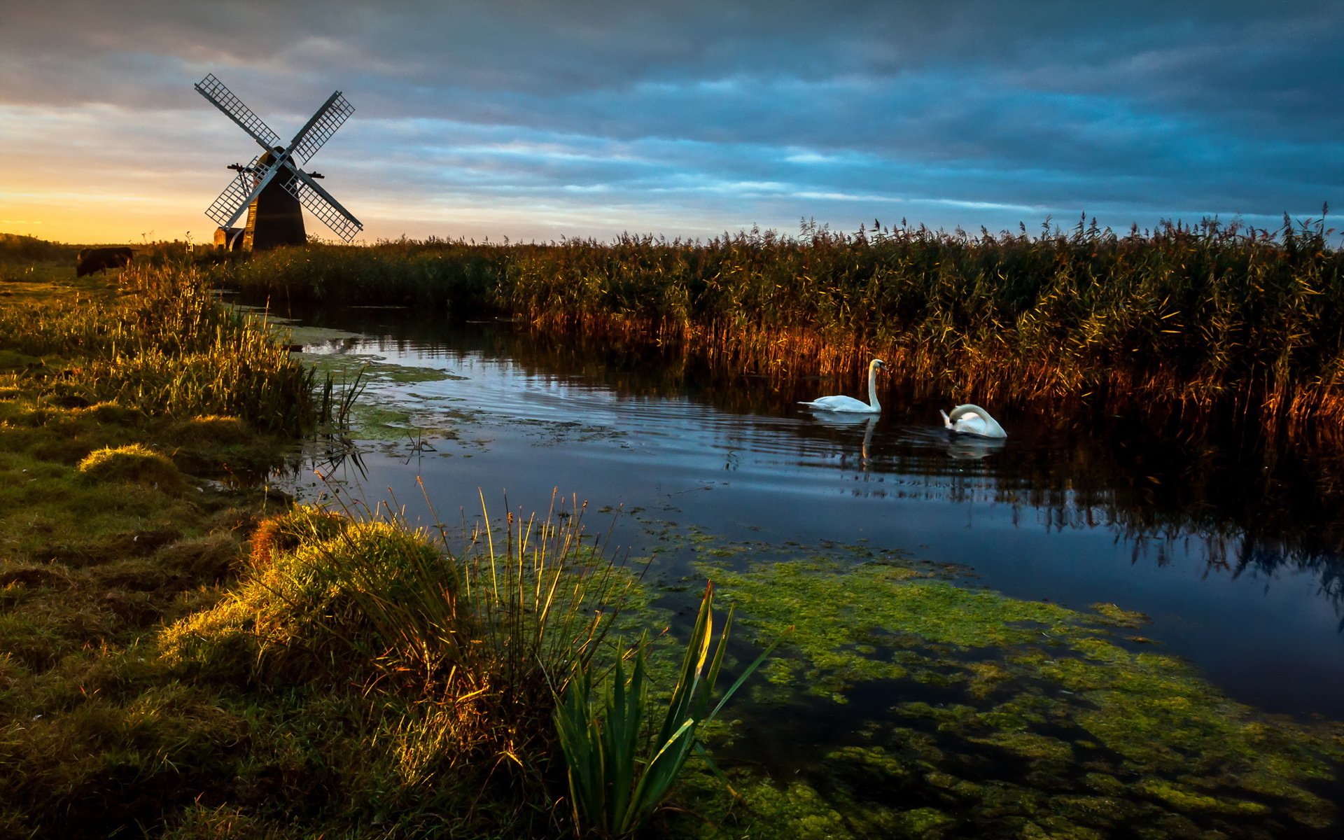 herringfleet alba pompa del vento mulino a vento cigni paesaggio riflessione