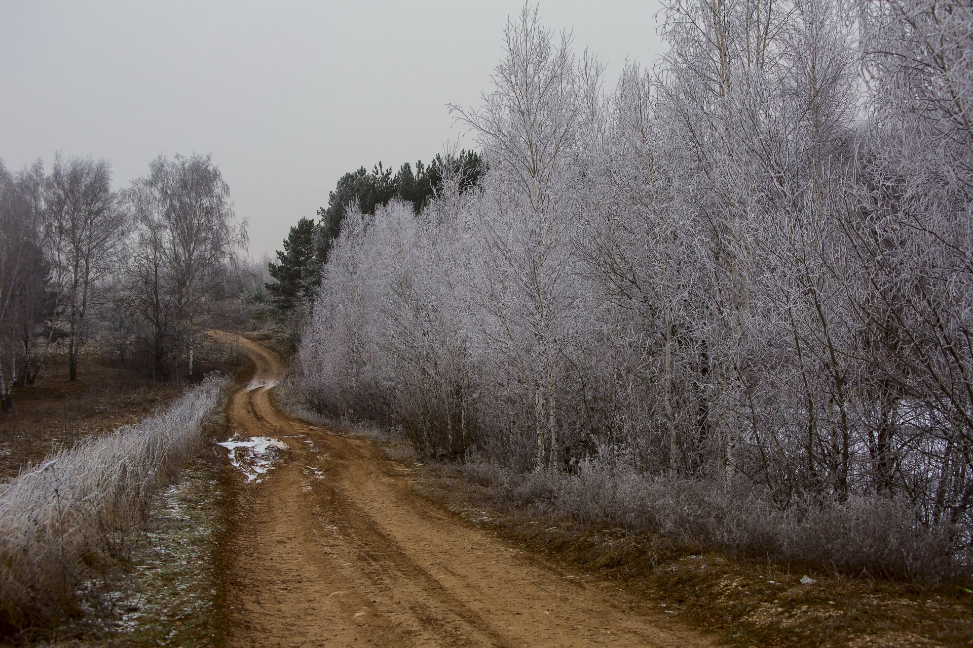 straße bäume natur herbst frost