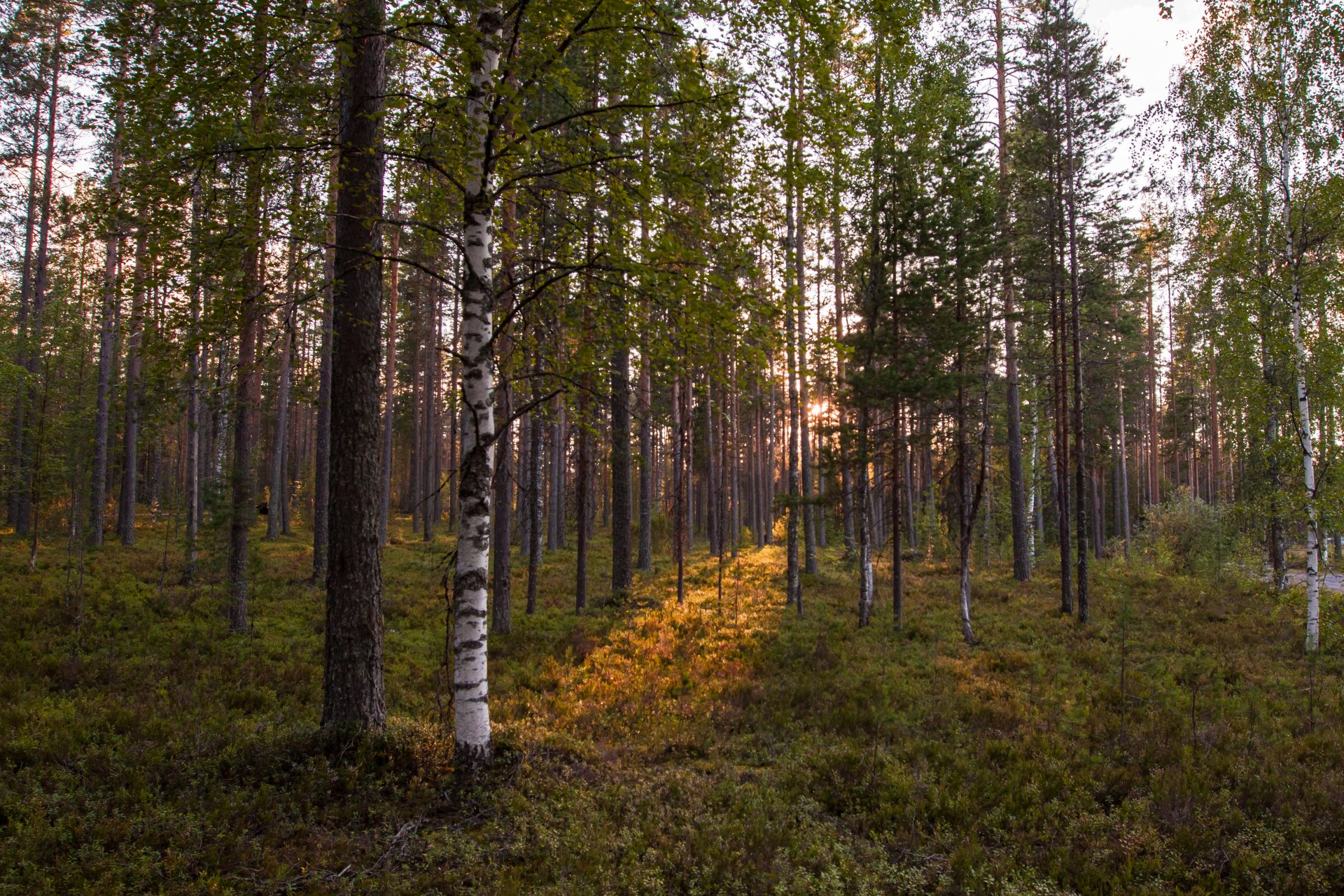 foresta. alberi sole tramonto