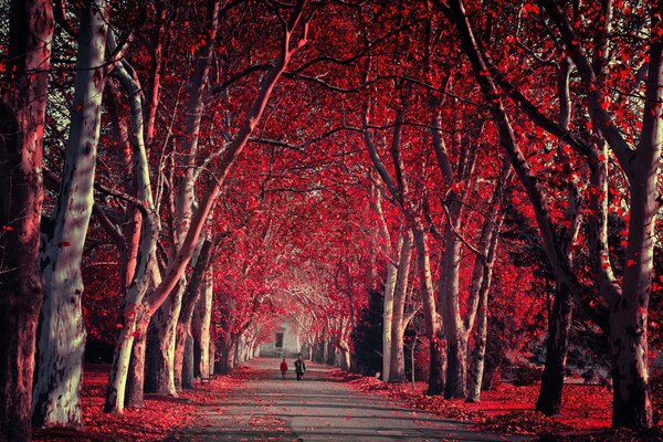 Otoño carmesí en el parque