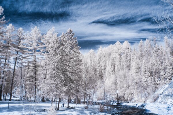 Río en el bosque cubierto de nieve