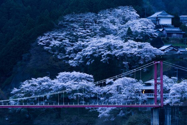 A bridge on a mountainside against a background of cherry blossoms