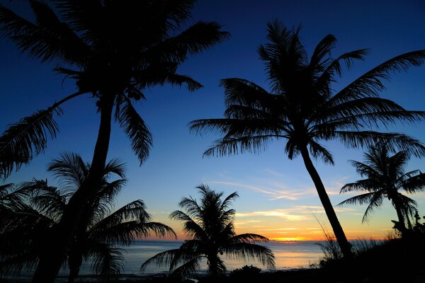 Sea with palm trees and clouds