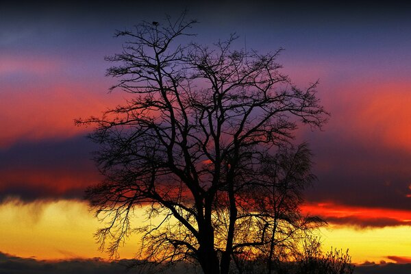 Arbre sur fond de coucher de soleil jaune-violet