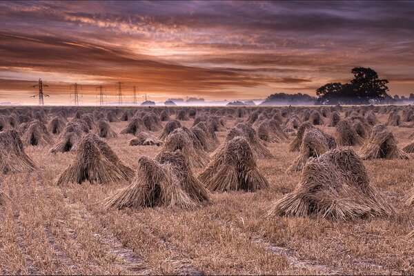 Heugarben auf einem großen Feld