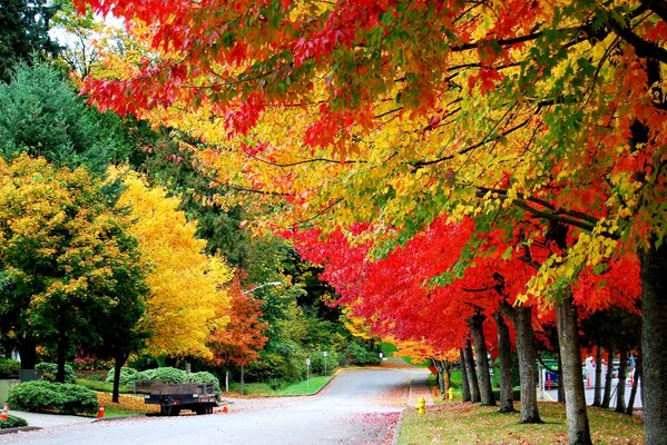 La strada tra i luminosi alberi autunnali