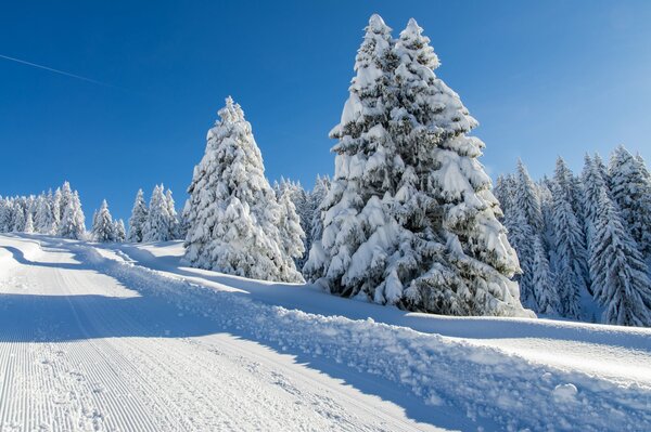 Abetos cubiertos de nieve a lo largo de la carretera