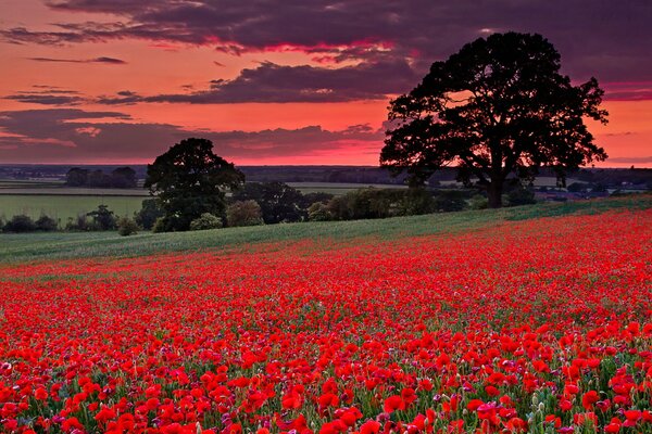 Campo de amapola en el resplandor. Hermosas colinas en Italia