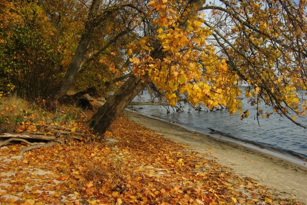 Hojas en otoño en Polonia