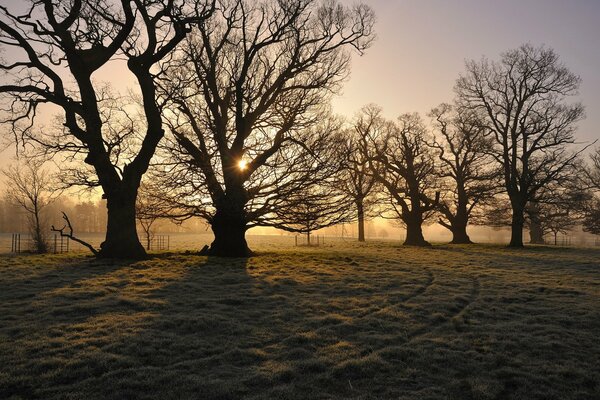 Trees in the field at dawn in the forest