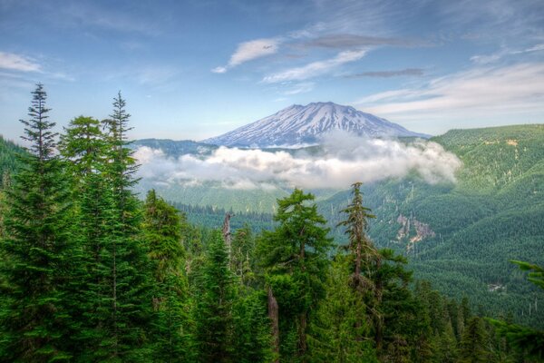 Forêt au pied des montagnes à Washington (États-Unis)