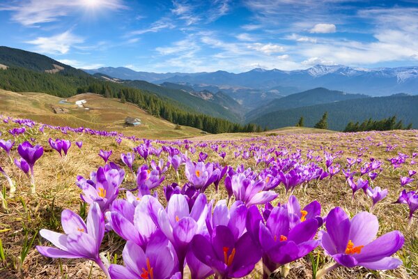 Hermosos azafranes en las montañas en primavera