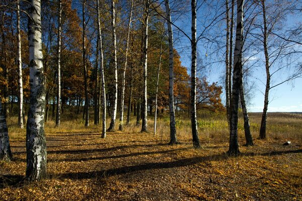 Abedules de otoño contra el cielo azul