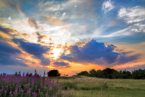 Paisaje de puesta de sol en un campo de flores