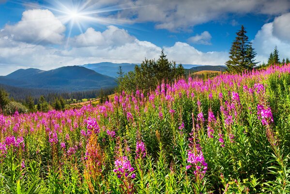 Sommerwiese mit Ivan-Tee-Blumen