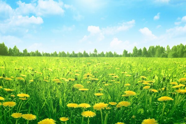 Green onions with dandelions and blue sky