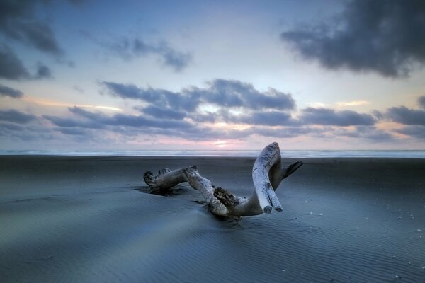 Paysage d arbre sur le sable de mer