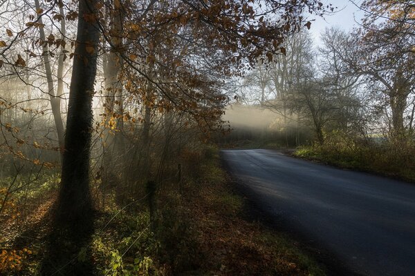 Route du matin parmi les arbres