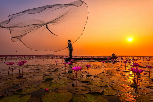 Розовые лотосы в озере Тайланда