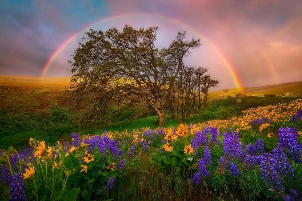 Parc National des États-Unis où l on peut rencontrer des lupins