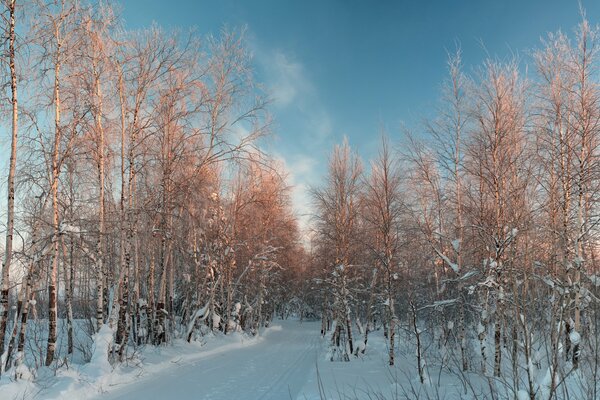 Bosque de invierno en un día claro