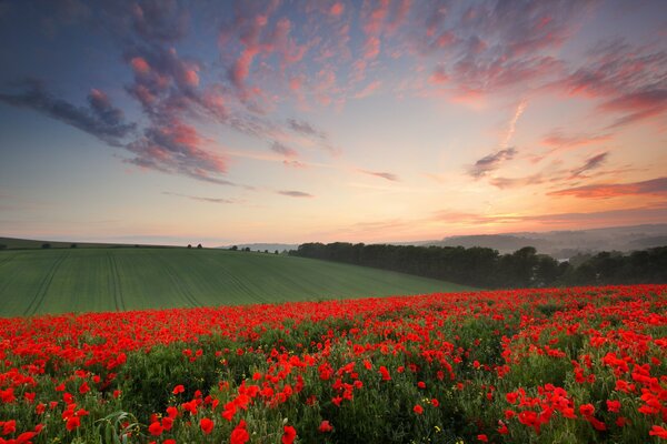 Campo de amapola de la tarde en gaffstad Sussex en Inglaterra