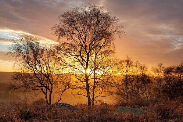 Złoty krajobraz Wielkiej Brytanii światło przenika przez gałęzie brzozy