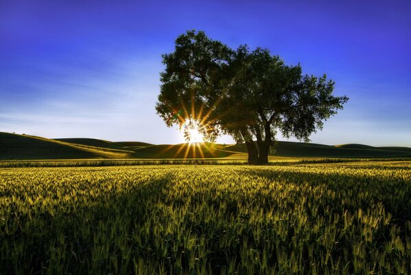 Un campo con el sol de la mañana y un árbol