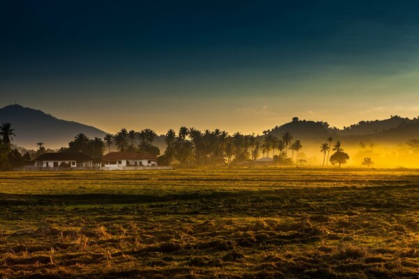 Feldlandschaft im Morgennebel