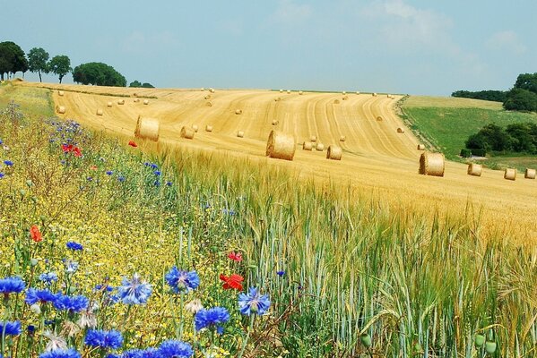 Champ de fleurs et rolamizim