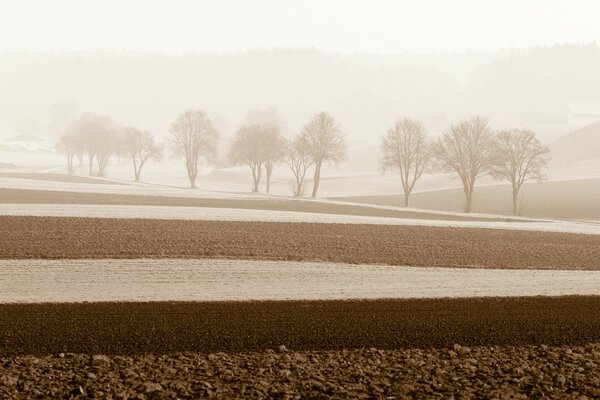 Una mañana de niebla entre los árboles