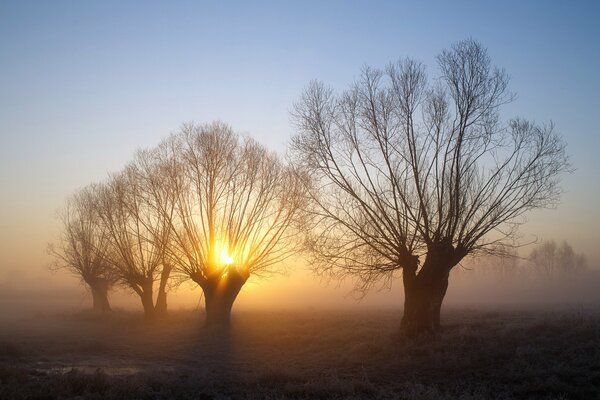 Sonnenaufgang Nebel und Bäume