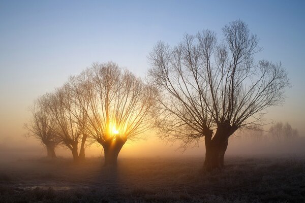 Lever du soleil brouillard et arbres