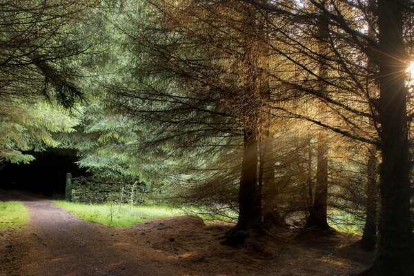 Landschaft. ein ruhiger Wald und ein Sonnenstrahl