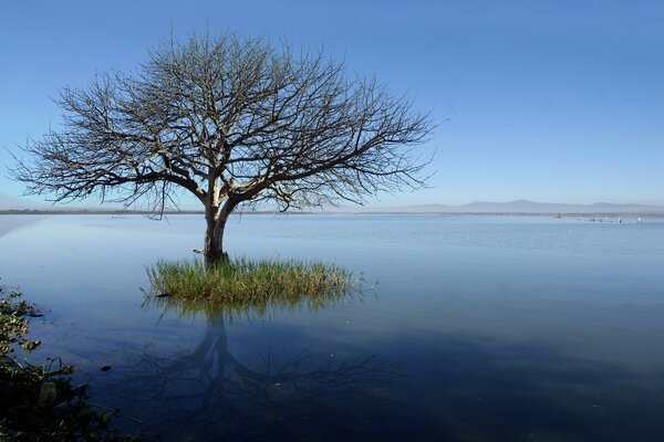 An unusual tree in the middle of an endless lake