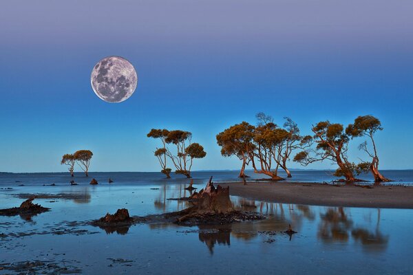 Księżyc i drzewa na brzegu zbiornika
