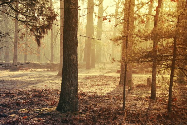 Beautiful landscape with fallen leaves