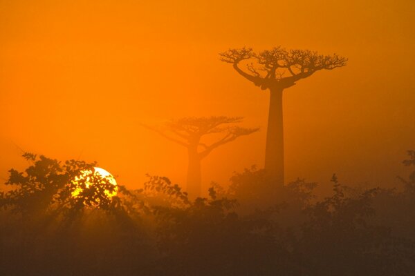 Natura della savana nei toni del tramonto arancione