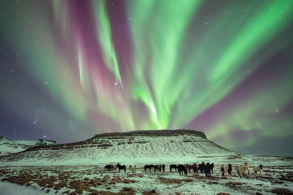 Northern Lights over the Northern horses