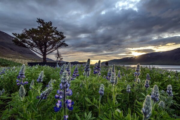 Islande beau paysage avec des fleurs bleues et ciel nuageux