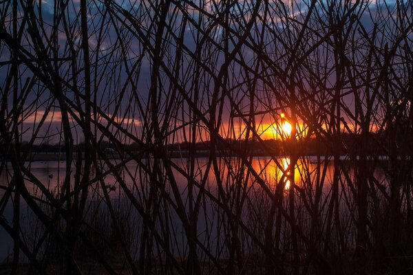 Sunset through the branches of trees