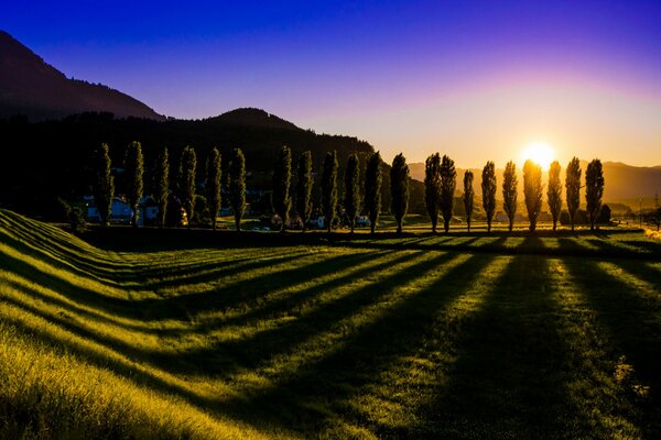 Paysage fantastique, le soleil se fraye un chemin à travers les arbres et jette une belle ombre