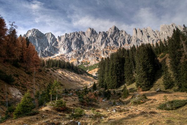 Bosque de coníferas y montañas rocosas